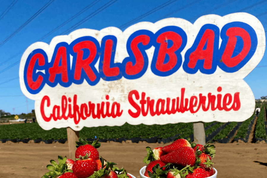 U Pick Strawberries At The Carlsbad Strawberry Company 2021 Julia Vaness   Carlsbad Strawberry Picking San Diego 