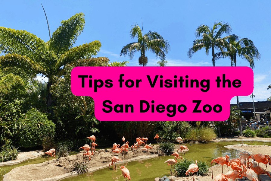 Tips For Going To The San Diego Zoo - Julia Vaness